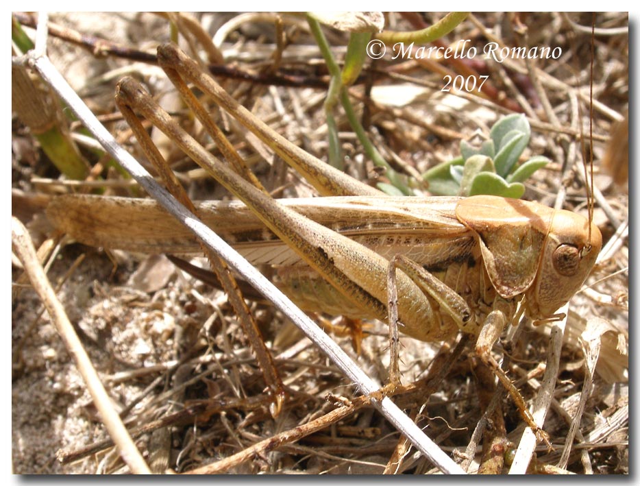 Un Tettigoniidae fra le dune di Capo Feto (Sicilia merid.)